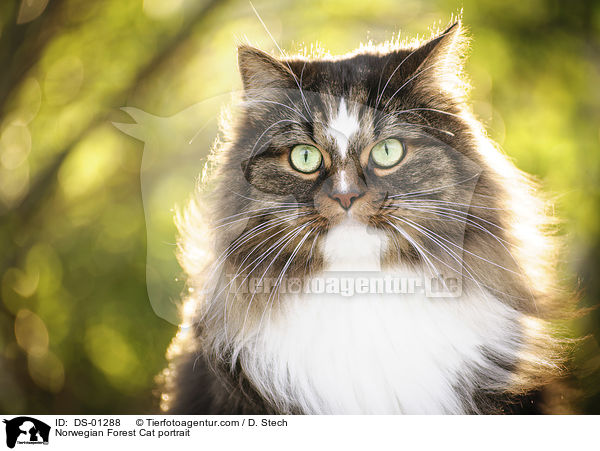 Norwegian Forest Cat portrait / DS-01288