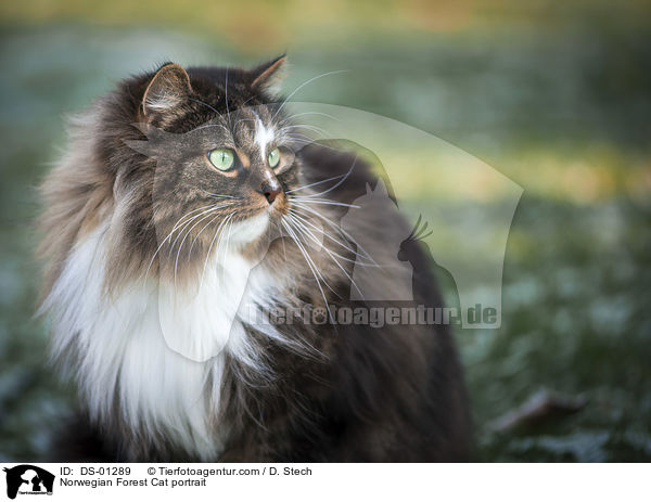 Norwegian Forest Cat portrait / DS-01289