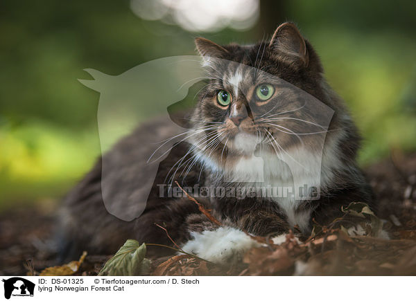 lying Norwegian Forest Cat / DS-01325