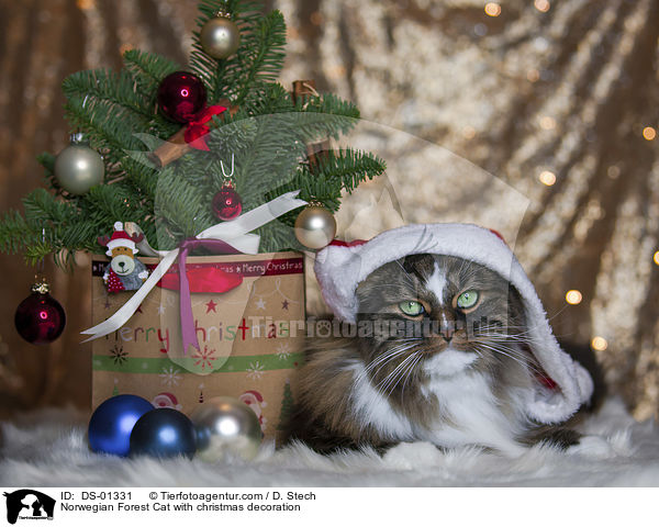 Norwegische Waldkatze mit weihnachtlicher Dekoration / Norwegian Forest Cat with christmas decoration / DS-01331