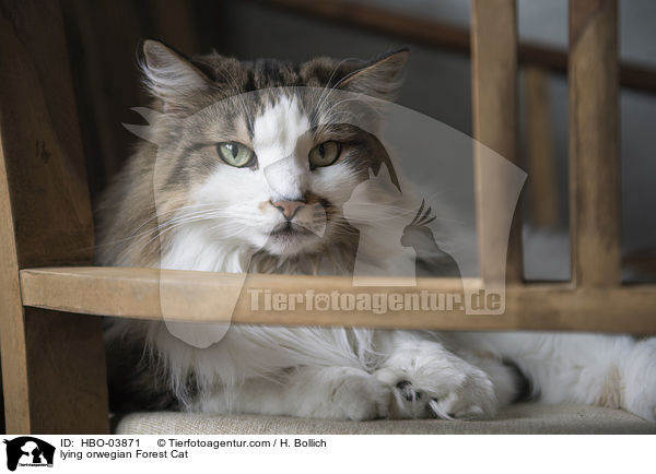 liegende Norwegische Waldkatze / lying orwegian Forest Cat / HBO-03871