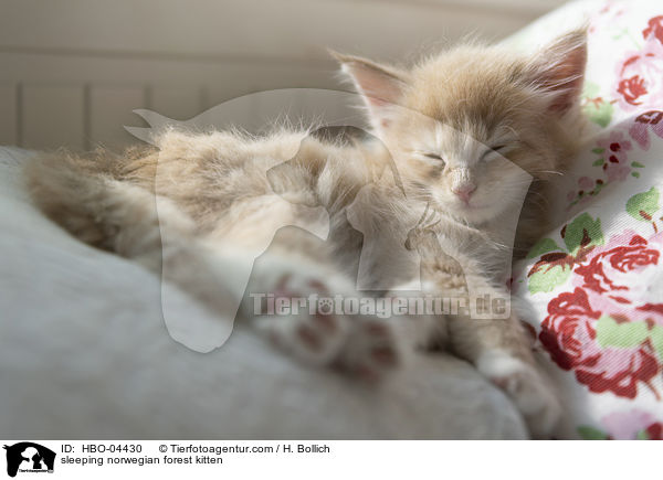 sleeping norwegian forest kitten / HBO-04430