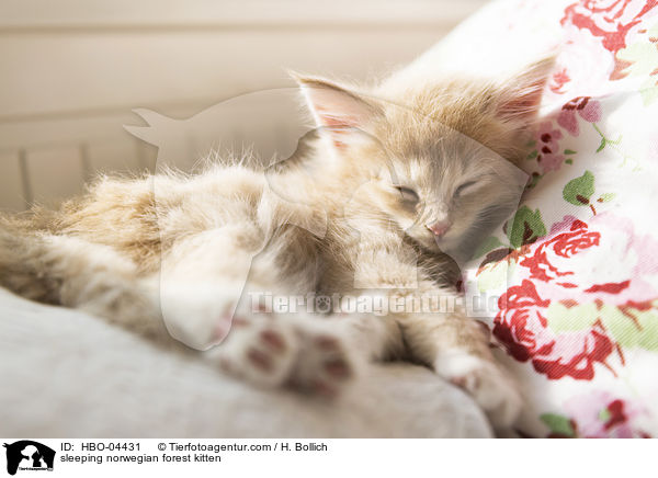 schlafendes Norwegisches Waldktzchen / sleeping norwegian forest kitten / HBO-04431