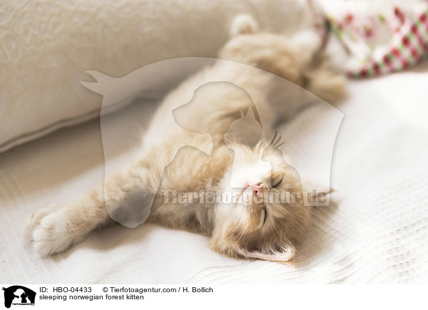 schlafendes Norwegisches Waldktzchen / sleeping norwegian forest kitten / HBO-04433