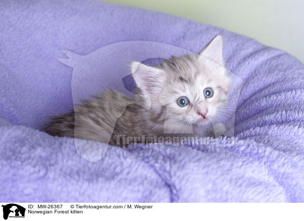 Norwegisches Waldkatzen Ktzchen / Norwegian Forest kitten / MW-26367
