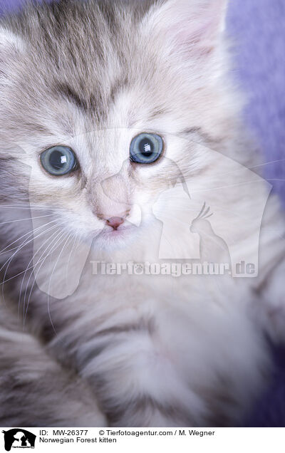 Norwegisches Waldkatzen Ktzchen / Norwegian Forest kitten / MW-26377