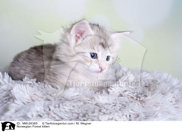 Norwegisches Waldkatzen Ktzchen / Norwegian Forest kitten / MW-26385