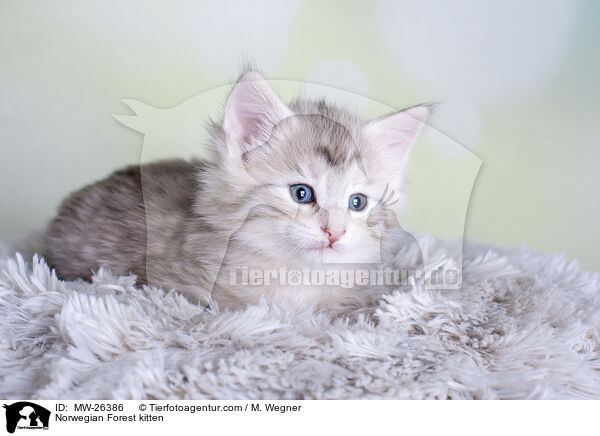 Norwegian Forest kitten / MW-26386