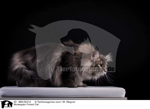 Norwegische Waldkatze / Norwegian Forest Cat / MW-26412