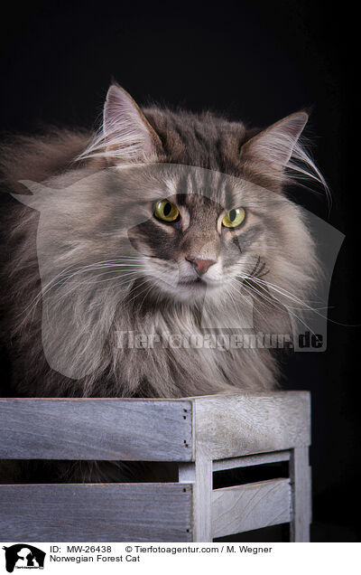 Norwegische Waldkatze / Norwegian Forest Cat / MW-26438