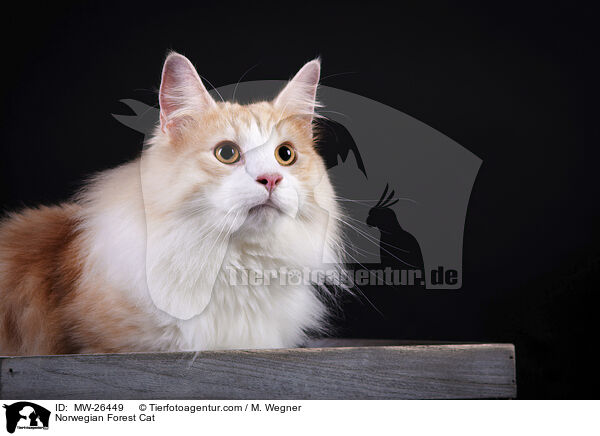 Norwegische Waldkatze / Norwegian Forest Cat / MW-26449