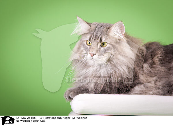 Norwegische Waldkatze / Norwegian Forest Cat / MW-26455