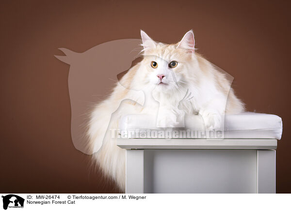 Norwegische Waldkatze / Norwegian Forest Cat / MW-26474