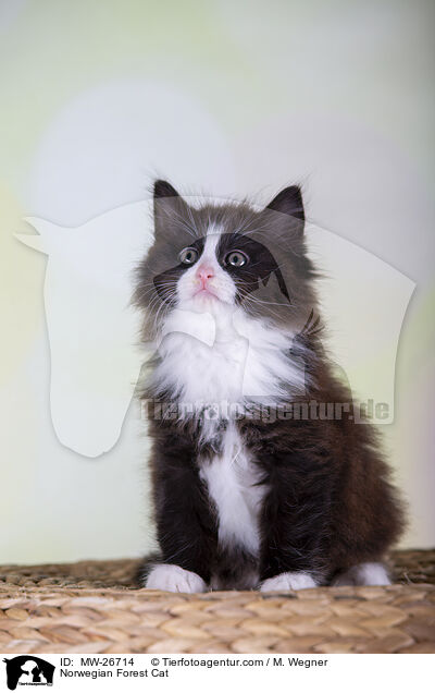 Norwegische Waldkatze / Norwegian Forest Cat / MW-26714