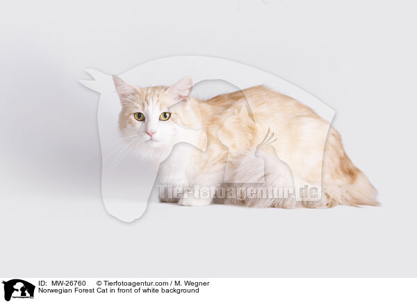 Norwegian Forest Cat in front of white background / MW-26760