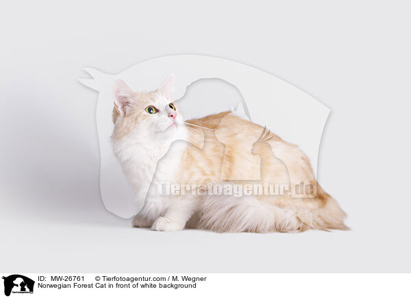 Norwegian Forest Cat in front of white background / MW-26761