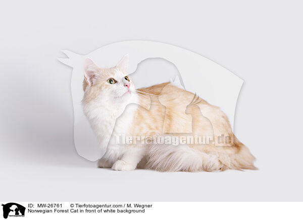 Norwegische Waldkatze vor weiem Hintergrund / Norwegian Forest Cat in front of white background / MW-26761