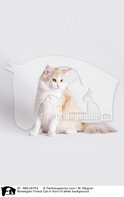 Norwegian Forest Cat in front of white background / MW-26762