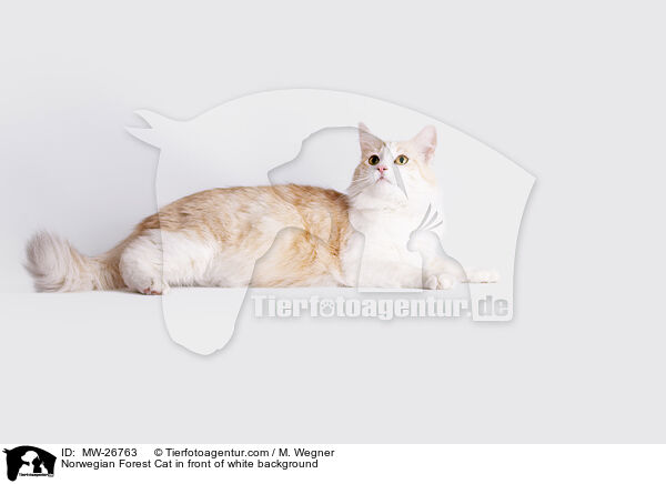 Norwegische Waldkatze vor weiem Hintergrund / Norwegian Forest Cat in front of white background / MW-26763