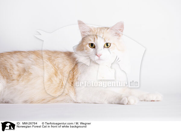 Norwegian Forest Cat in front of white background / MW-26764