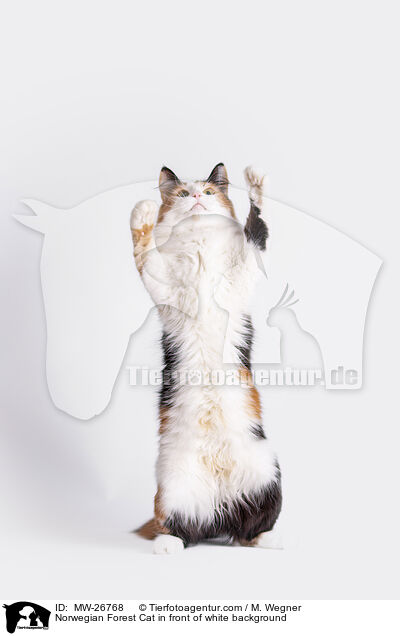 Norwegian Forest Cat in front of white background / MW-26768
