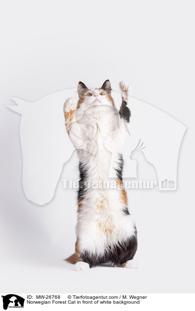 Norwegische Waldkatze vor weiem Hintergrund / Norwegian Forest Cat in front of white background / MW-26768