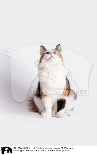 Norwegische Waldkatze vor weiem Hintergrund / Norwegian Forest Cat in front of white background / MW-26769