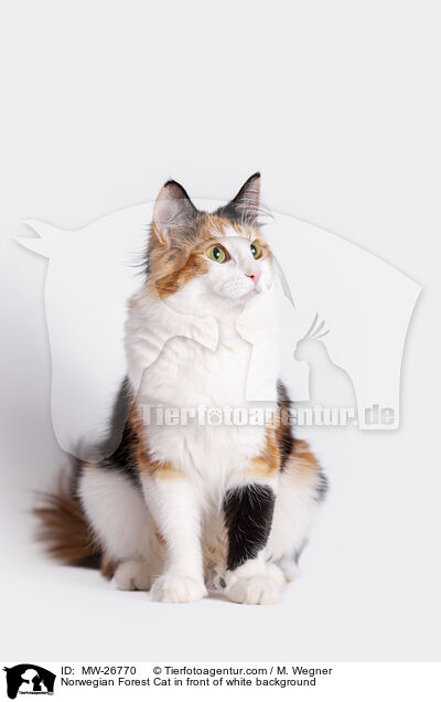 Norwegische Waldkatze vor weiem Hintergrund / Norwegian Forest Cat in front of white background / MW-26770