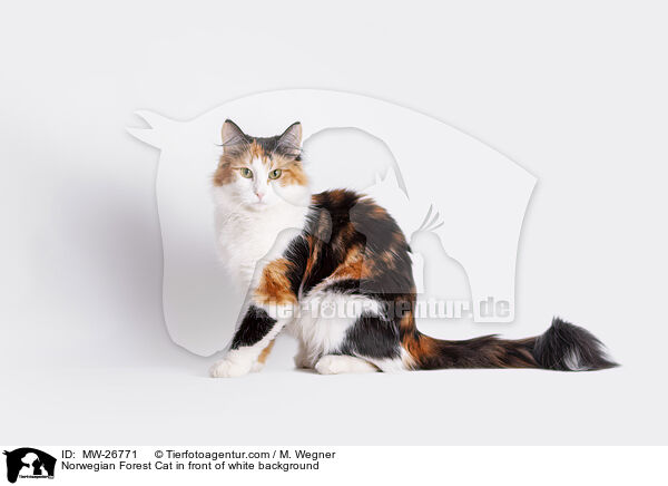 Norwegian Forest Cat in front of white background / MW-26771