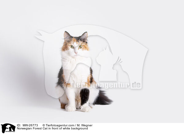 Norwegian Forest Cat in front of white background / MW-26773