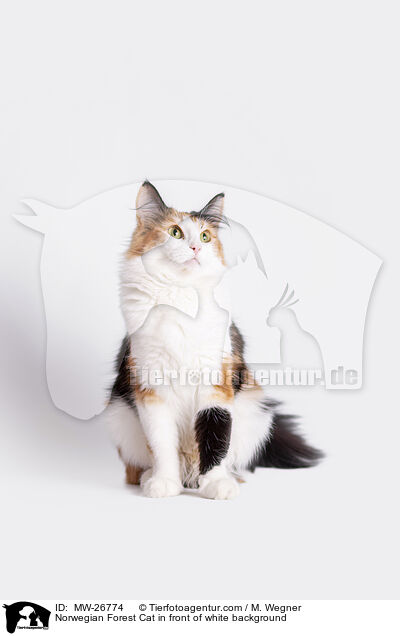 Norwegian Forest Cat in front of white background / MW-26774