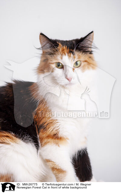 Norwegian Forest Cat in front of white background / MW-26775