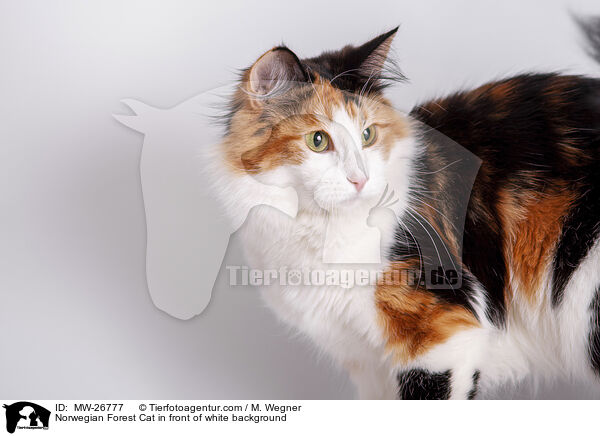 Norwegian Forest Cat in front of white background / MW-26777