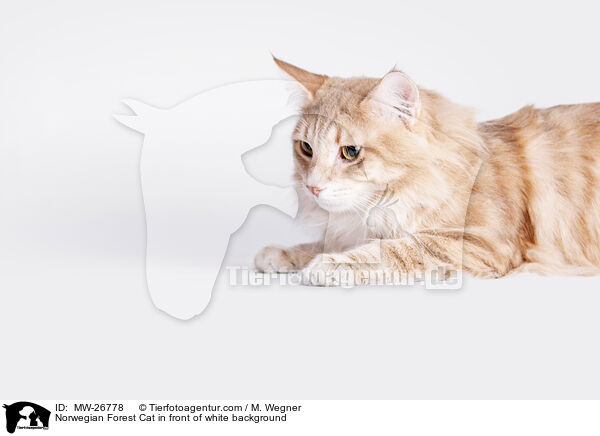 Norwegian Forest Cat in front of white background / MW-26778