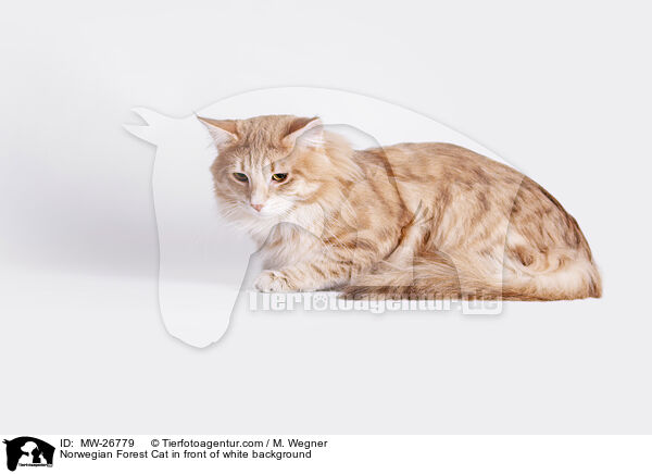Norwegian Forest Cat in front of white background / MW-26779