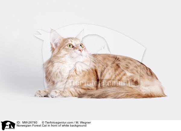 Norwegian Forest Cat in front of white background / MW-26780