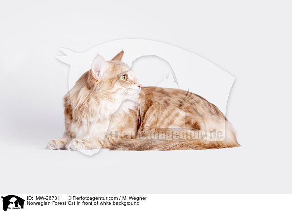Norwegian Forest Cat in front of white background / MW-26781