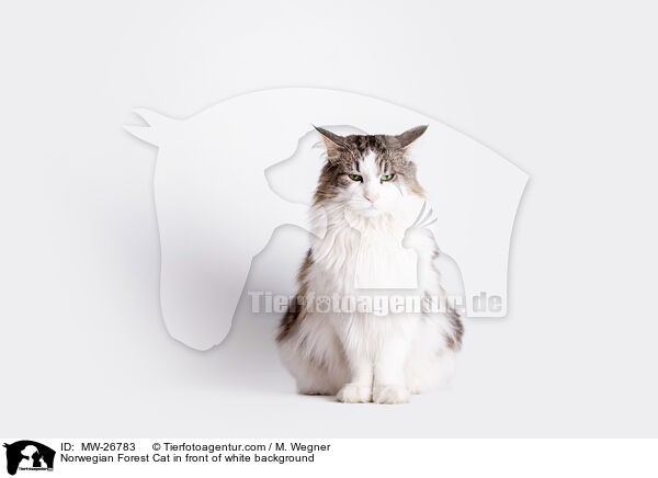 Norwegian Forest Cat in front of white background / MW-26783