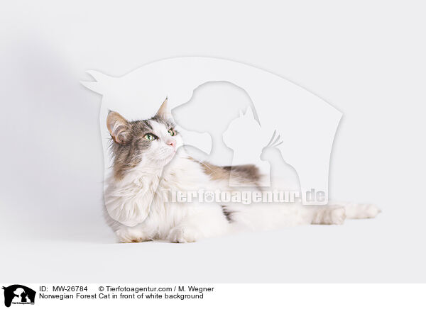 Norwegian Forest Cat in front of white background / MW-26784