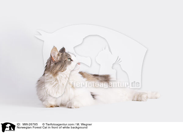 Norwegische Waldkatze vor weiem Hintergrund / Norwegian Forest Cat in front of white background / MW-26785