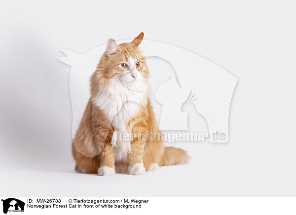 Norwegian Forest Cat in front of white background / MW-26788