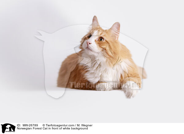 Norwegian Forest Cat in front of white background / MW-26789