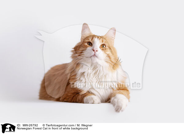 Norwegian Forest Cat in front of white background / MW-26792