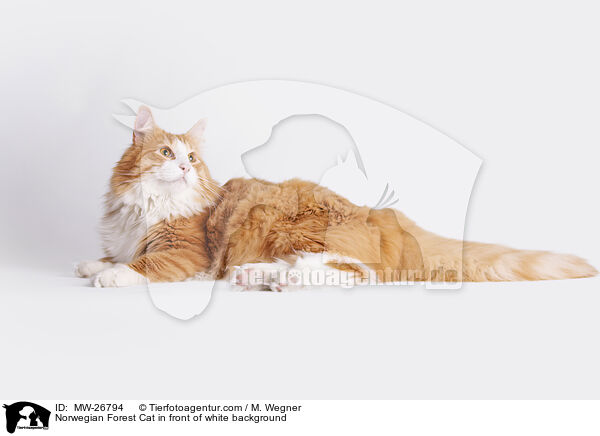 Norwegian Forest Cat in front of white background / MW-26794