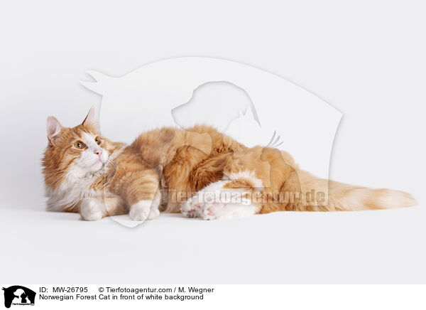 Norwegian Forest Cat in front of white background / MW-26795