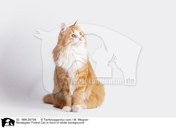 Norwegian Forest Cat in front of white background / MW-26796