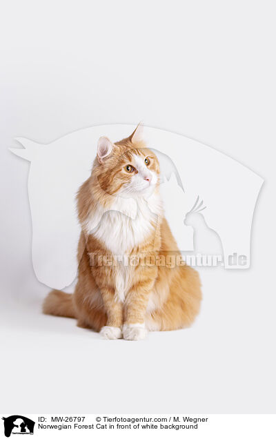 Norwegian Forest Cat in front of white background / MW-26797