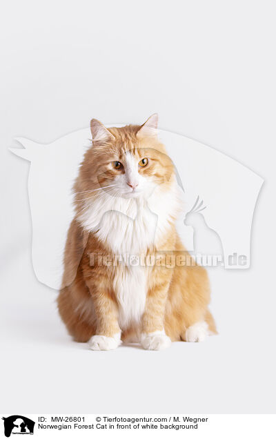 Norwegian Forest Cat in front of white background / MW-26801