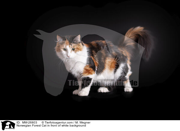 Norwegian Forest Cat in front of white background / MW-26803