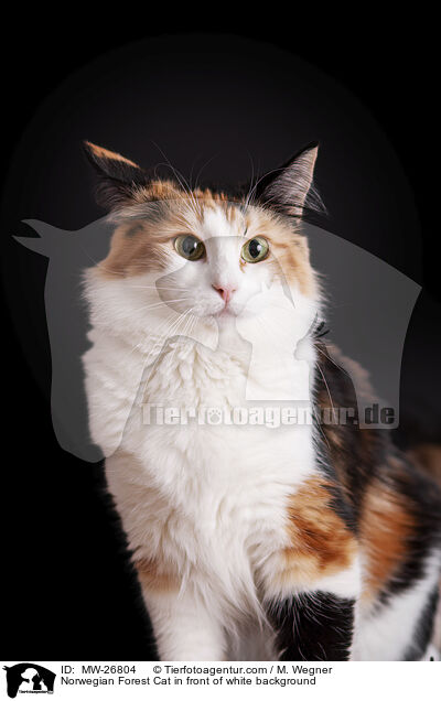 Norwegian Forest Cat in front of white background / MW-26804